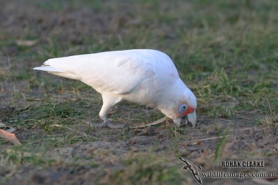 Long-billed Corella 4143.jpg