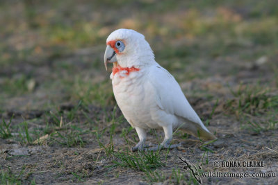 Long-billed Corella 4150.jpg