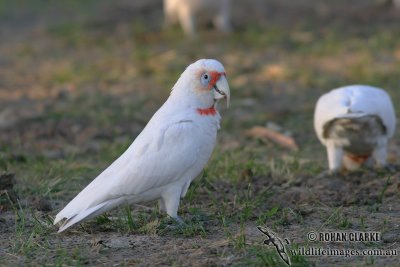 Long-billed Corella 4156.jpg