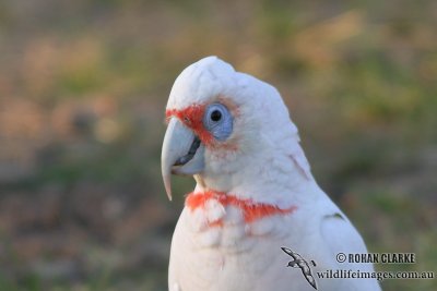 Long-billed Corella 4163.jpg