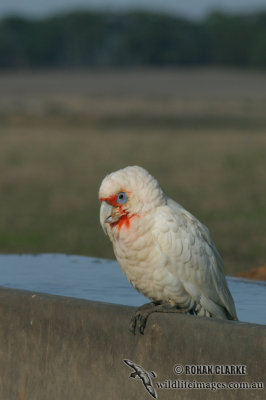 Long-billed Corella 4692.jpg