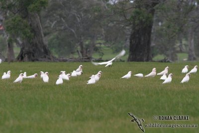 Long-billed Corella 8121.jpg