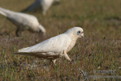 Little Corella 9097.jpg