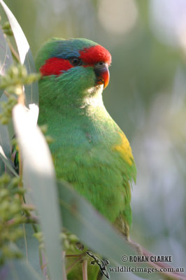 Musk Lorikeet 6441.jpg