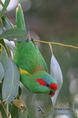 Musk Lorikeet 6455.jpg