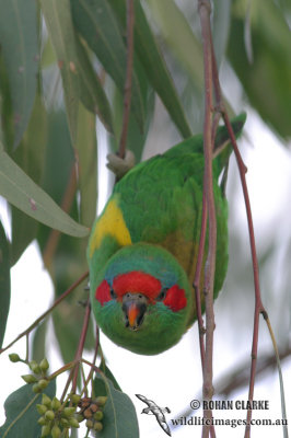 Musk Lorikeet 6459.jpg