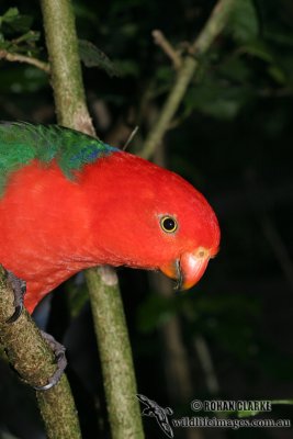 King Parrot 0306.jpg