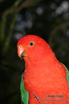 King Parrot 0310.jpg