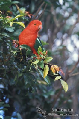 King Parrot s1507.jpg
