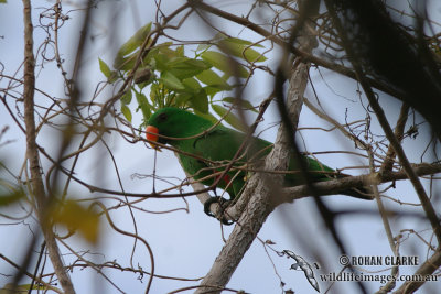 Eclectus Parrot 0647.jpg