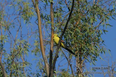 Regent Parrot 4620.jpg