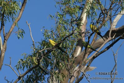 Regent Parrot 4622.jpg