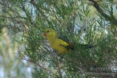 Regent Parrot 4627.jpg