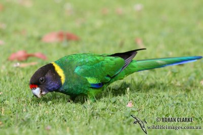 Australian Ringneck 1991.jpg