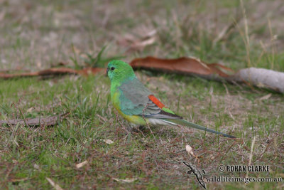 Red-rumped Parrot 5614.jpg