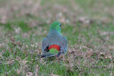 Red-rumped Parrot 6419.jpg