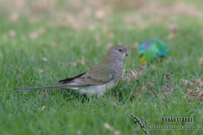 Red-rumped Parrot 6426.jpg