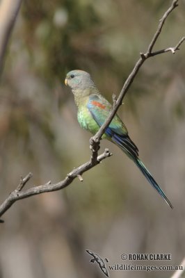 Mulga Parrot 0703.jpg