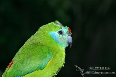 Double-eyed Fig-Parrot 0232.jpg