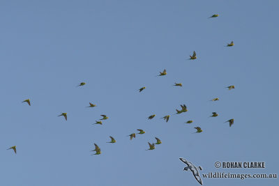 Budgerigar 7806.jpg