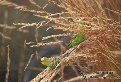 Budgerigar s1528.jpg