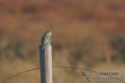 Blue-winged Parrot 4812.jpg