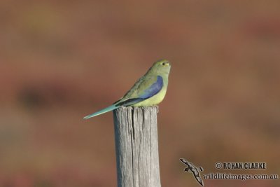 Blue-winged Parrot 4821.jpg