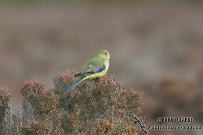 Blue-winged Parrot 5327.jpg