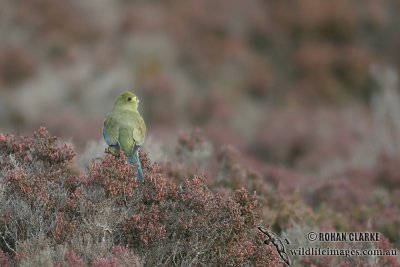 Blue-winged Parrot 5330.jpg