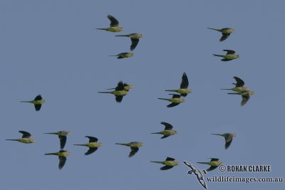 Blue-winged Parrot 6177.jpg