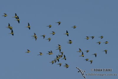 Blue-winged Parrot 6179.jpg