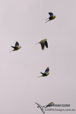 Blue-winged Parrot 7041.jpg