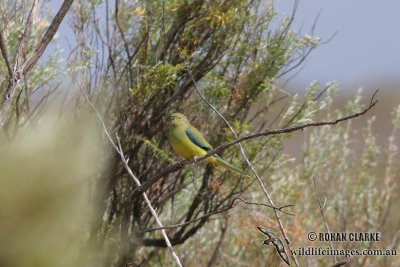 Elegant Parrot 1826.jpg