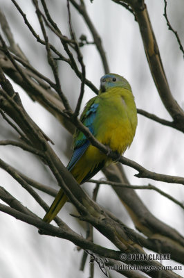 Turquoise Parrot 4503.jpg