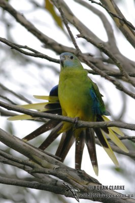 Turquoise Parrot 4512.jpg