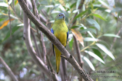 Turquoise Parrot 4520.jpg
