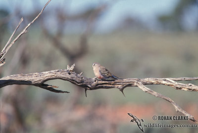 Bourke's Parrot s1531.jpg