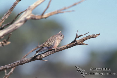 Bourke's Parrot s1535.jpg