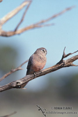 Bourke's Parrot s1536.jpg