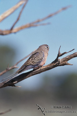 Bourke's Parrot s1538.jpg