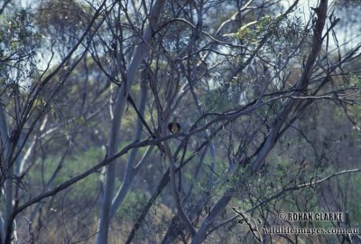 g3/73/838473/3/96418832.CAm6RS6J.jpg