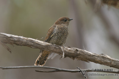 Fan-tailed Cuckoo 0199.jpg