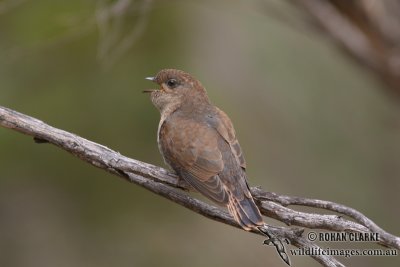 Fan-tailed Cuckoo 0200.jpg