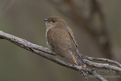 Fan-tailed Cuckoo 0202.jpg