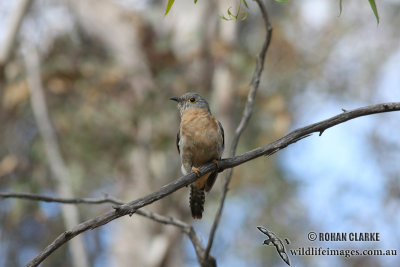 Fan-tailed Cuckoo 1446.jpg
