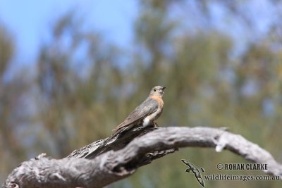 Fan-tailed Cuckoo 1447.jpg