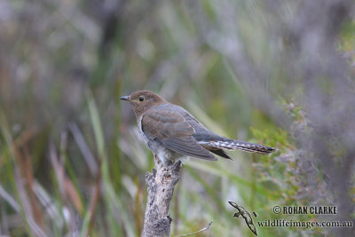 Fan-tailed Cuckoo 1838.jpg