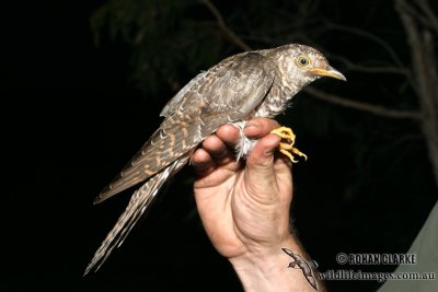 Oriental Cuckoo 2216.jpg