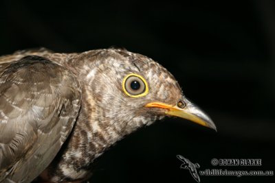 Oriental Cuckoo 2219.jpg