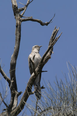 Pallid Cuckoo 1466.jpg